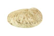 Abalone Muschel Schale unbehandelt - MINI ab 9 cm