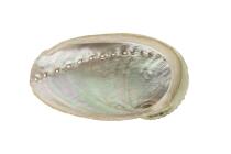 Abalone Muschel Schale unbehandelt - SMALL ca. 11 cm