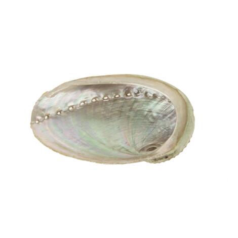 Abalone Muschel Schale unbehandelt - X-LARGE ab 16 cm